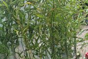 Bamboo Bissetii