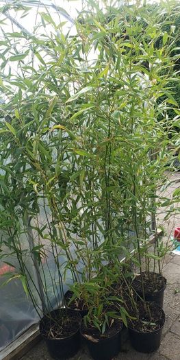 Bamboo Bissetii