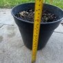 plant Image 3