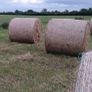 Round Bales of Hay and Silage for Sale Image 3