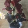 For begonia lovers Image 4