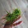 Tillandsia Air Plants Image 2