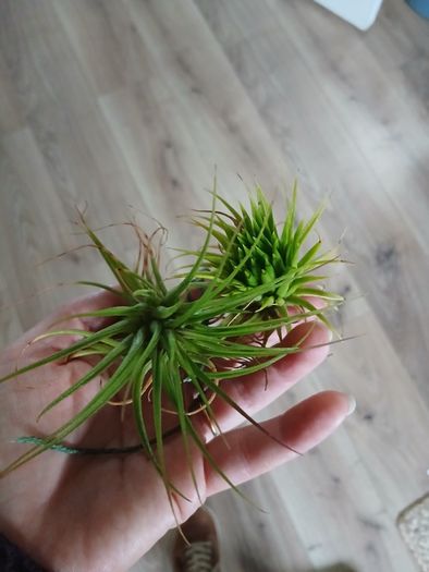 Tillandsia Air Plants