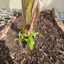 Banana plant 105cm Image 4