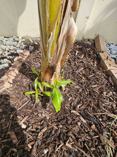 Banana plant 105cm