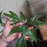Philodendron glad hands Image 4