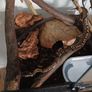 Snake,s royal ball python 2 mail and female Image 2