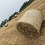 Hay for sale Image 3