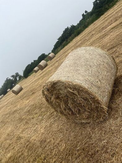 Hay for sale
