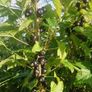 Blackcurrant Plant Image 4