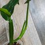 No.1 Monstera Lechleriana Variegated Image 7