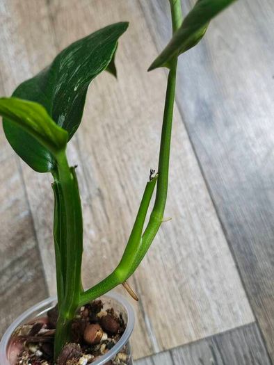 No.1 Monstera Lechleriana Variegated