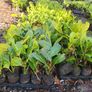 Red Robin Hedging Plants Image 4