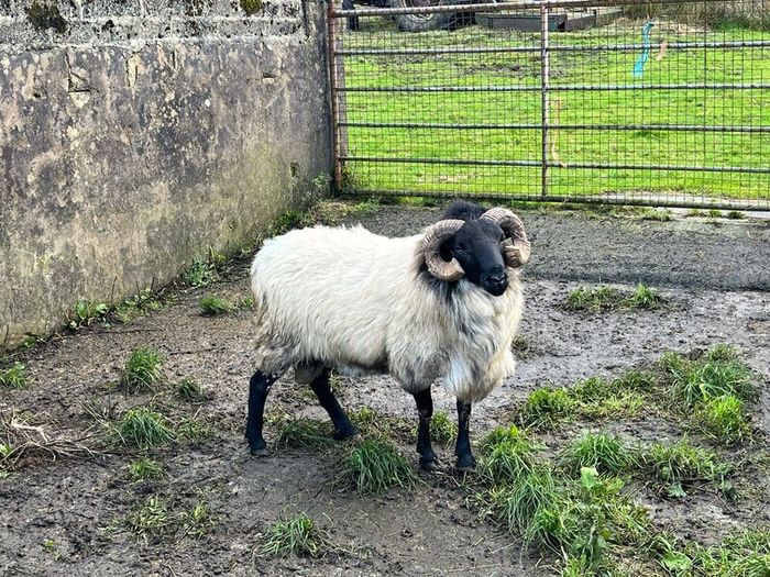 Mayo Blackfaced Ram