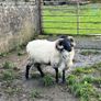 Mayo Blackfaced Ram Image 5