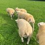 Texel ram lambs Image 3