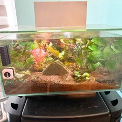 Fluval Edge 23L Fish tank