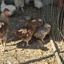 Large selection of hens/ducks/goats/llama & pigs Image 7