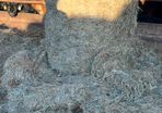 Top Quality Haylage