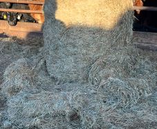 Top Quality Haylage