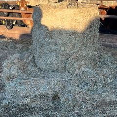 Top Quality Haylage