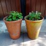 Granny's Bonnet Plants Image 2