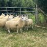 Sheep Cheviot ewe lambs Image 7