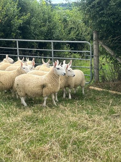 Sheep Cheviot ewe lambs