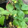 10 pineberries  plants - white strawberries Image 2