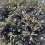 Bay Laurel - Laurus nobilis Image 3