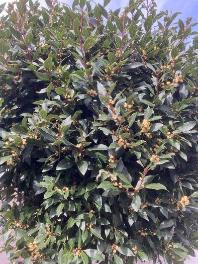 Bay Laurel - Laurus nobilis