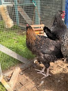 Easter Egger Rooster For Sale