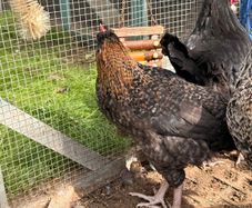 Easter Egger Rooster For Sale