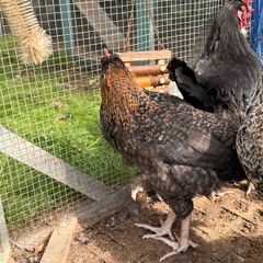 Easter Egger Rooster For Sale