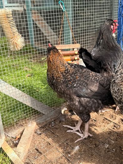 Easter Egger Rooster For Sale