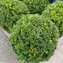 Buxus Image 2
