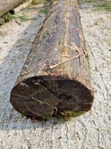 esb pole