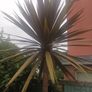 Cabbage palm tree Image 5