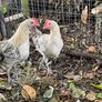 Free Lemon pencil roosters Image 6