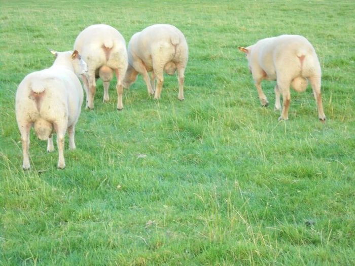 Charolais Ram.  Available.. Available.