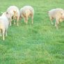 Charolais Ram.  Available.. Available. Image 6
