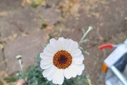 Rhodanthemum casablanca