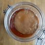 Kombucha Scoby Image 2