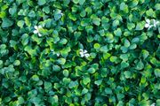 50X50 cm plastic plants