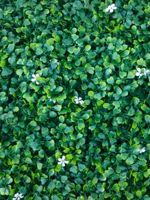 50X50 cm plastic plants