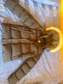 Canada goose