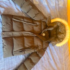 Canada goose
