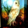 Rare Taxidermy Owl by Rohu & Sons Cork Image 2
