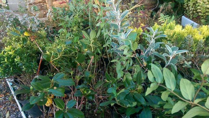 Large Plants and Shrubs