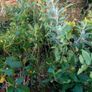 Large Plants and Shrubs Image 9